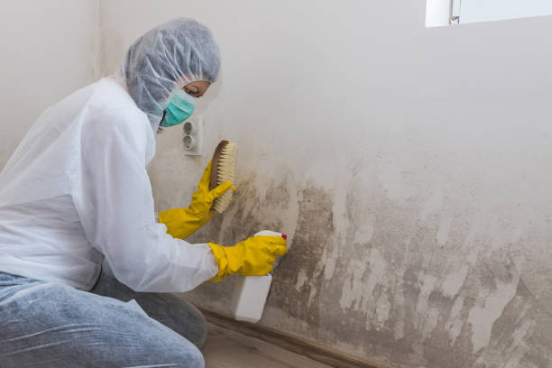 Best Commercial Mold Inspection  in USA